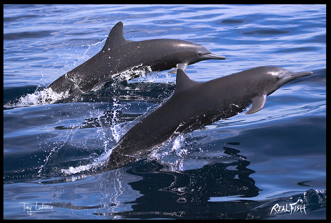 Spinner Dolphins 24x36
